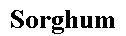 Text Box: Sorghum